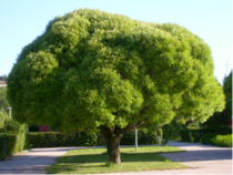 Terijoen salava, joita ennen oli Kerhotuvan pihalla